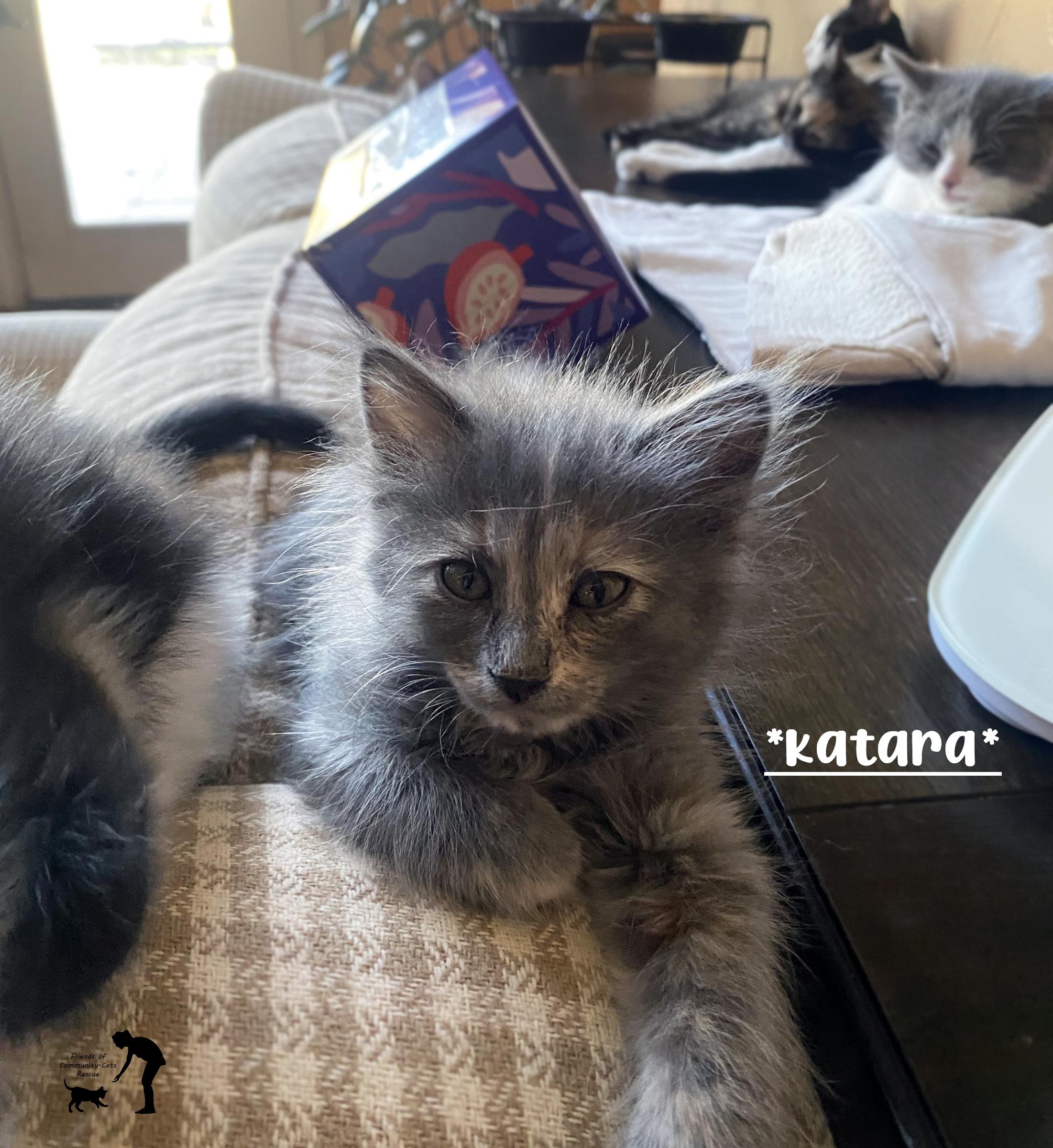 Katara, ADOPTABLE, Kitten Female Domestic Medium Hair.