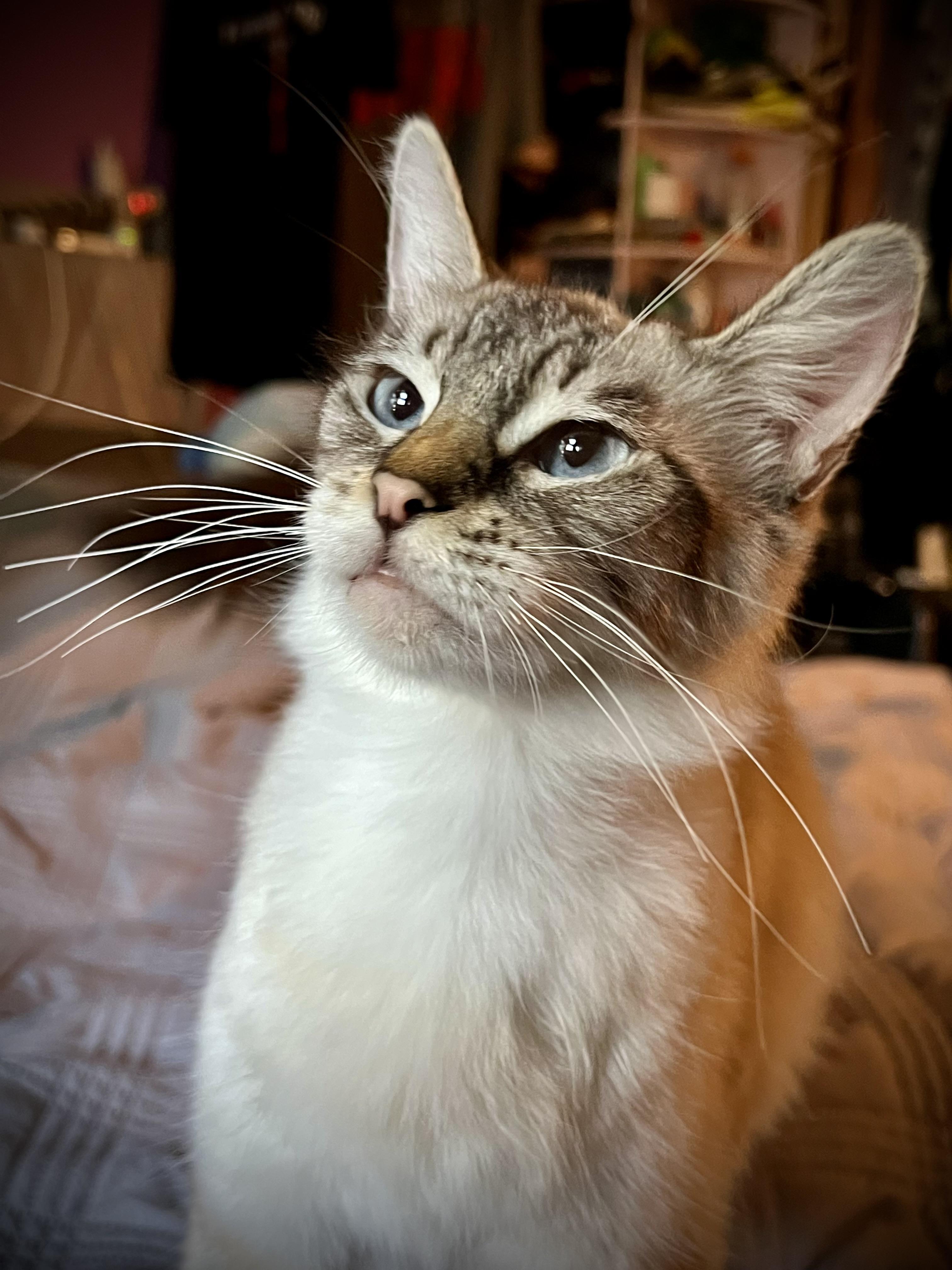 Enlarge Pixie, a Adopted Domestic Medium Hair in San Jose, CA image 5/6