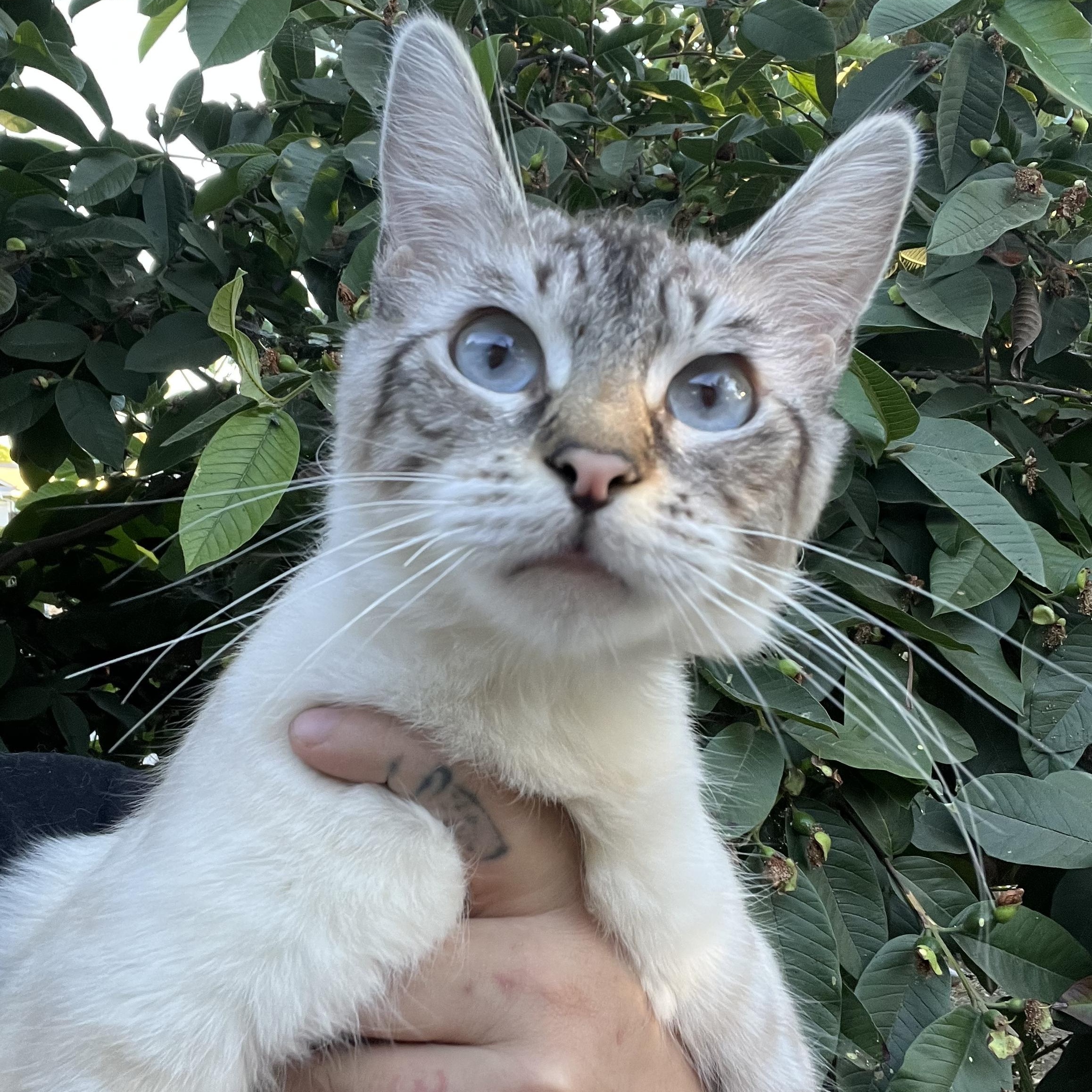 Enlarge Pixie, a Adopted Domestic Medium Hair in San Jose, CA image 6/6