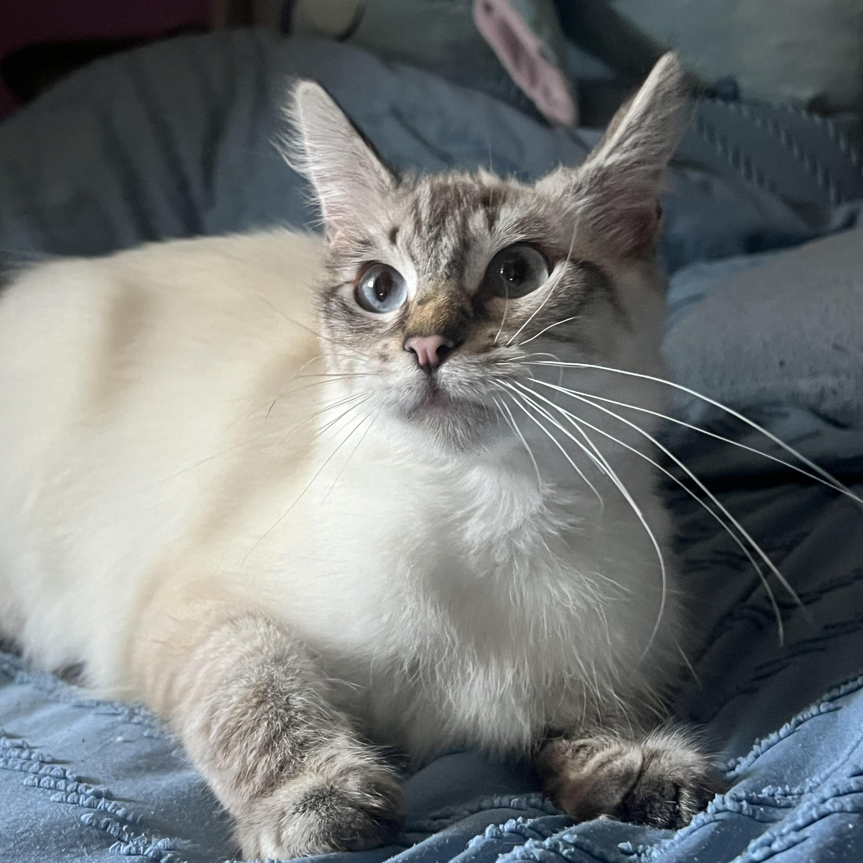 Enlarge Pixie, a Adopted Domestic Medium Hair in San Jose, CA image 3/6