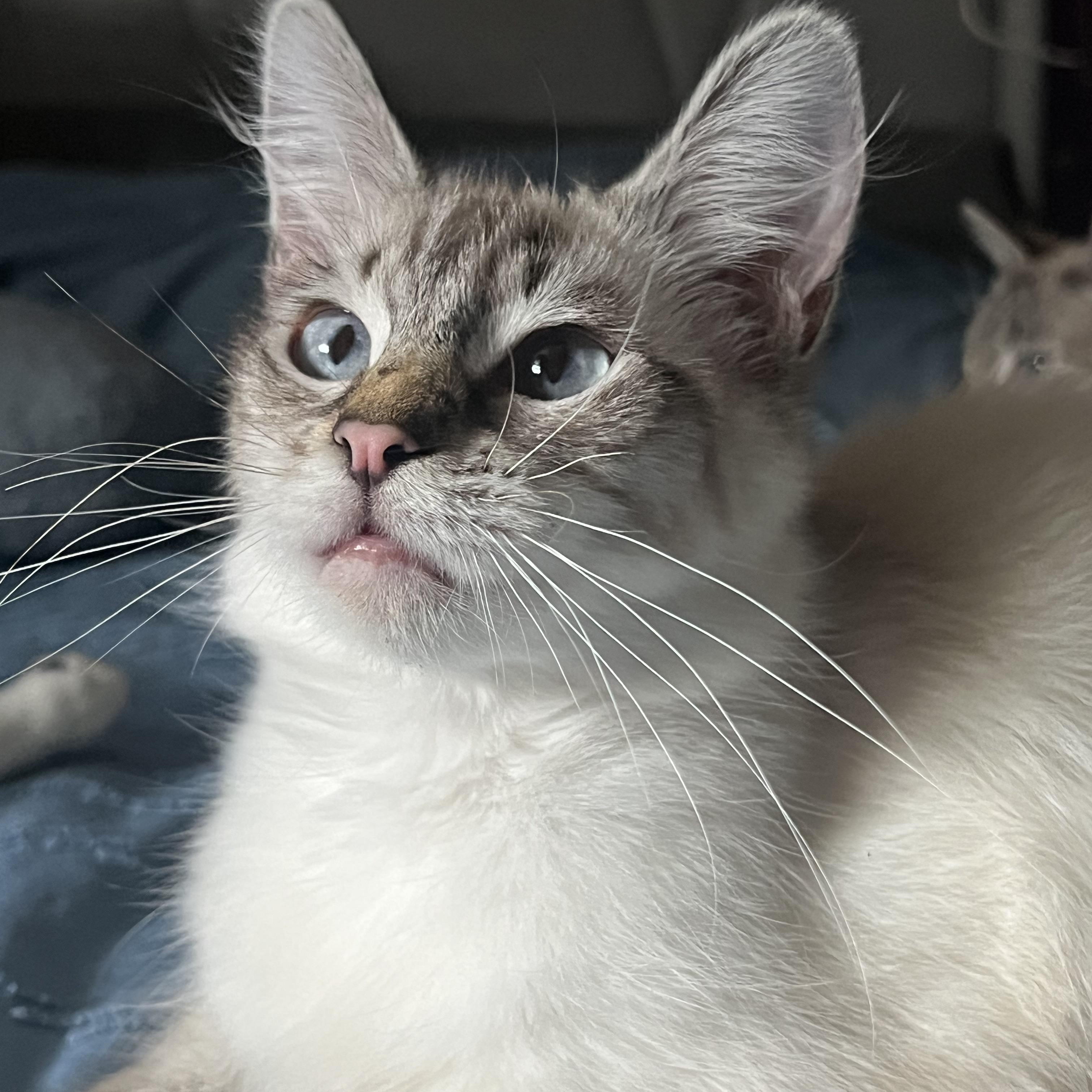 Enlarge Pixie, a Adopted Domestic Medium Hair in San Jose, CA image 1/6