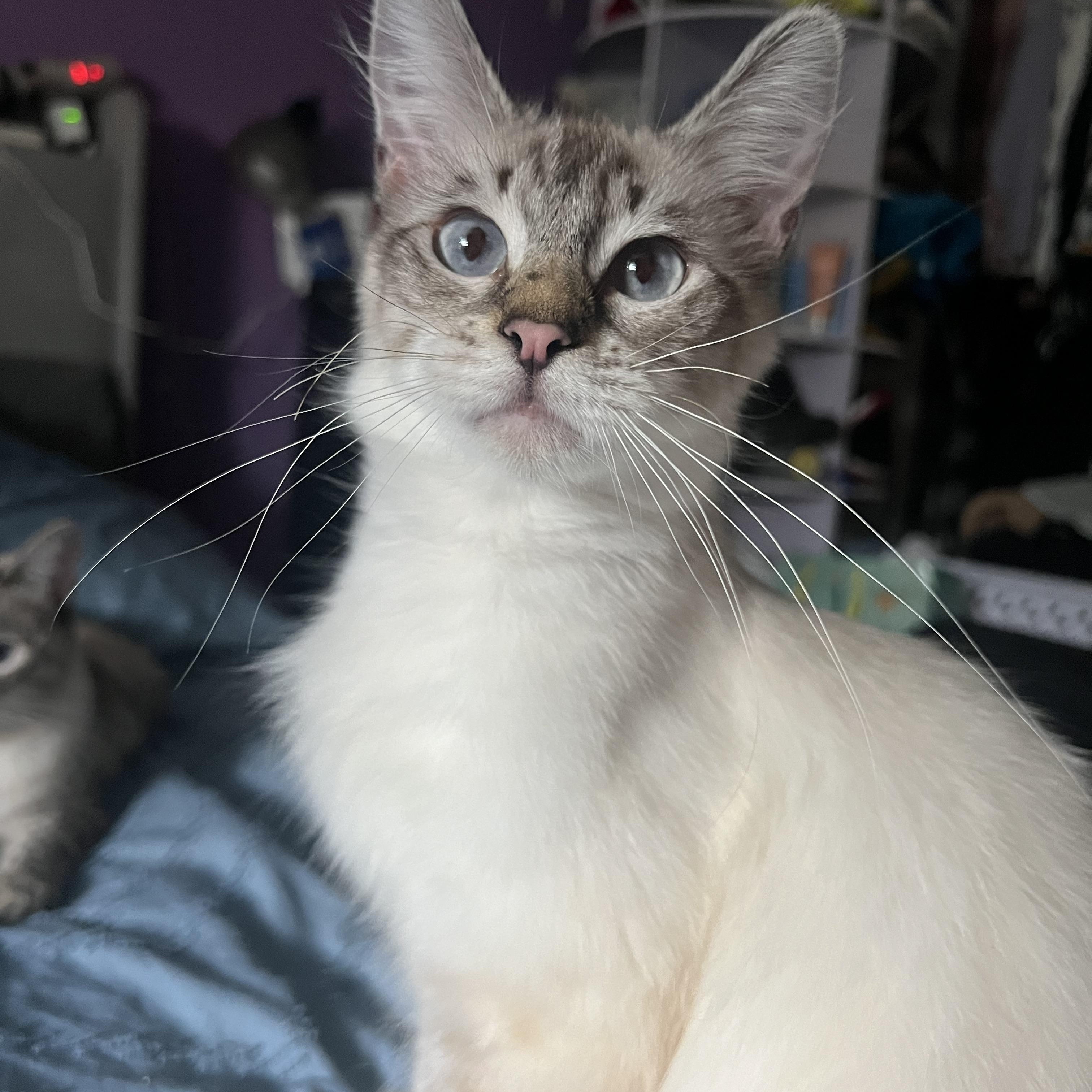 Enlarge Pixie, a Adopted Domestic Medium Hair in San Jose, CA image 2/6