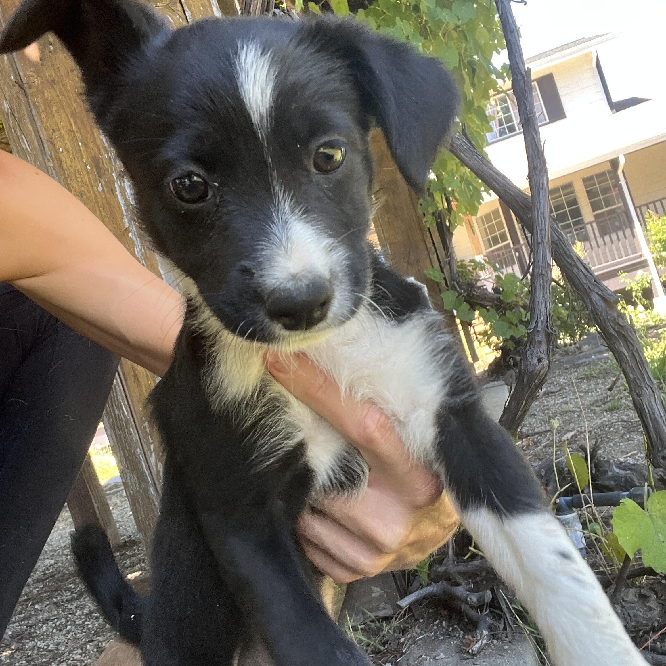 Cookie, adopted, Puppy Female Terrier.