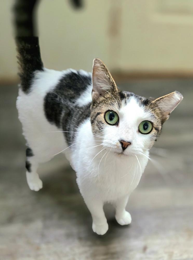 Enlarge Esme, a Adoptable Domestic Short Hair in Wilson, NC image 1/5