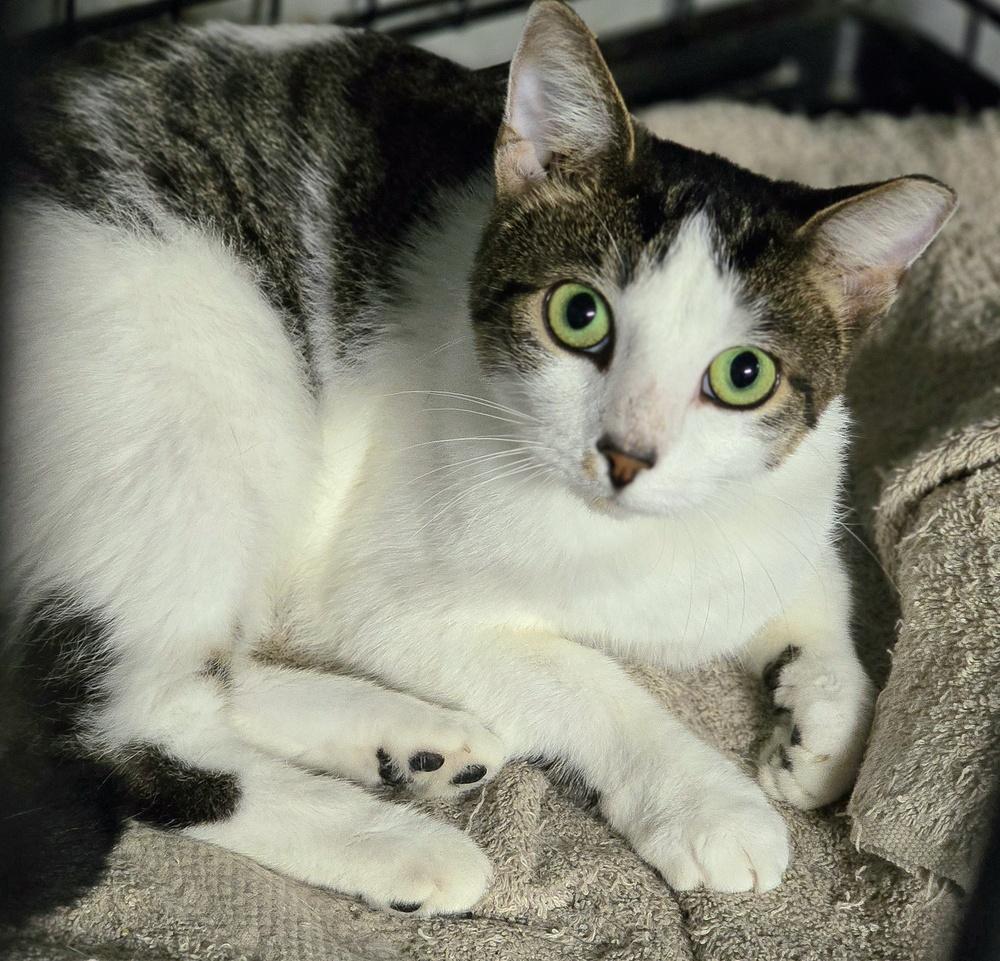 Enlarge Esme, a Adoptable Domestic Short Hair in Wilson, NC image 2/5