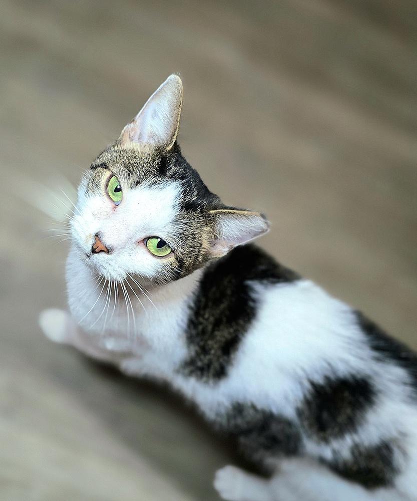 Enlarge Esme, a Adoptable Domestic Short Hair in Wilson, NC image 3/5