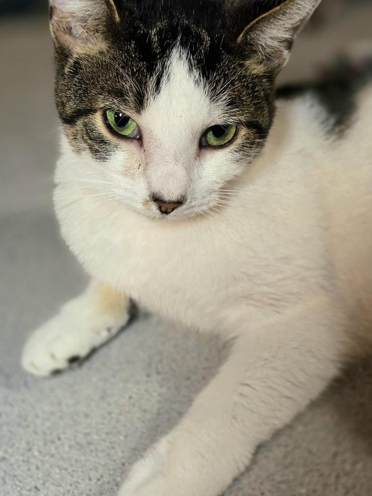 Enlarge Esme, a Adoptable Domestic Short Hair in Wilson, NC image 4/5