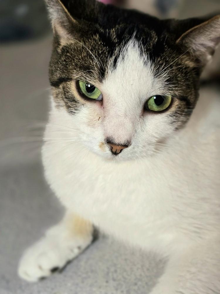 Enlarge Esme, a Adoptable Domestic Short Hair in Wilson, NC image 5/5