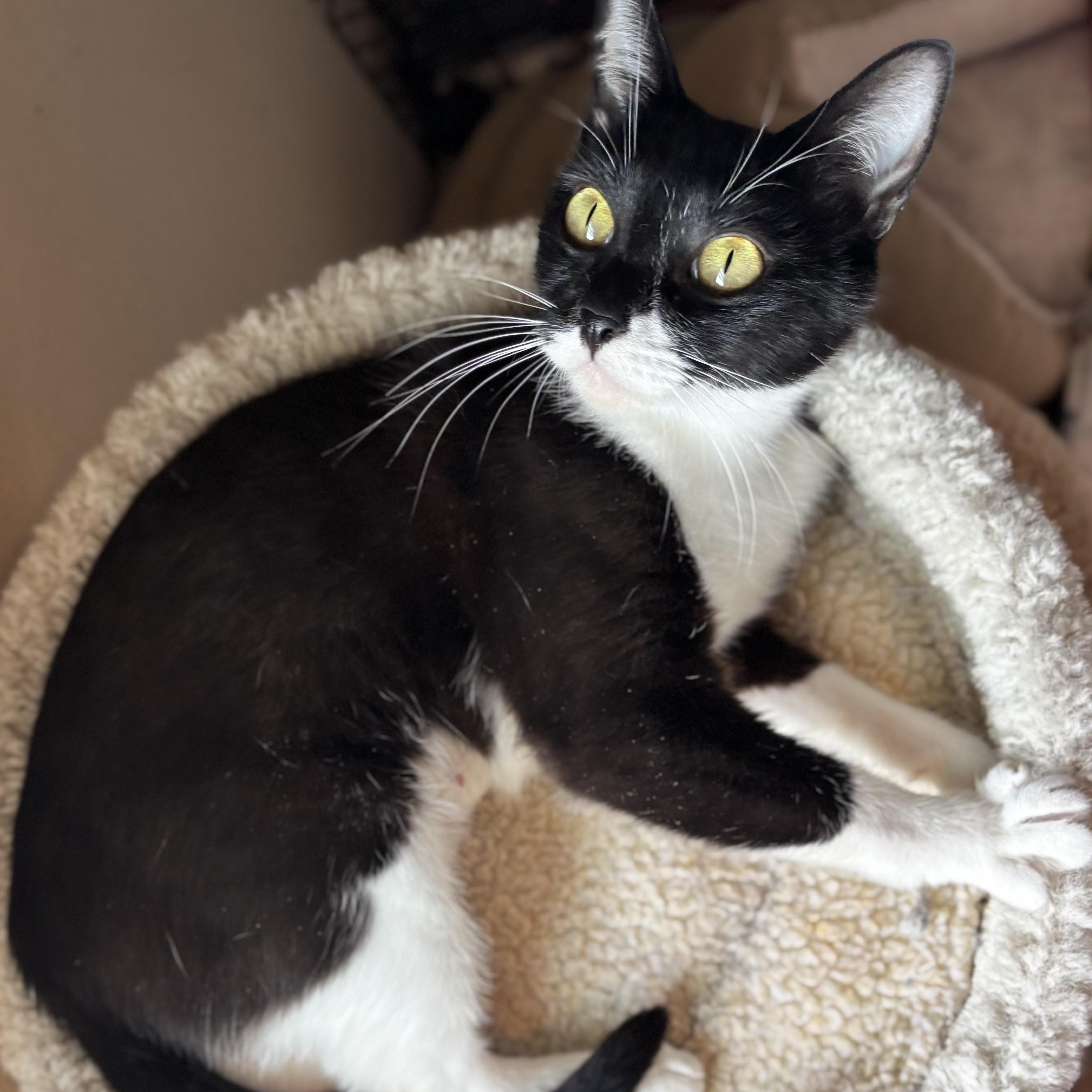 Buttons, Adoptable, Kitten Female Domestic Short Hair & Tuxedo.