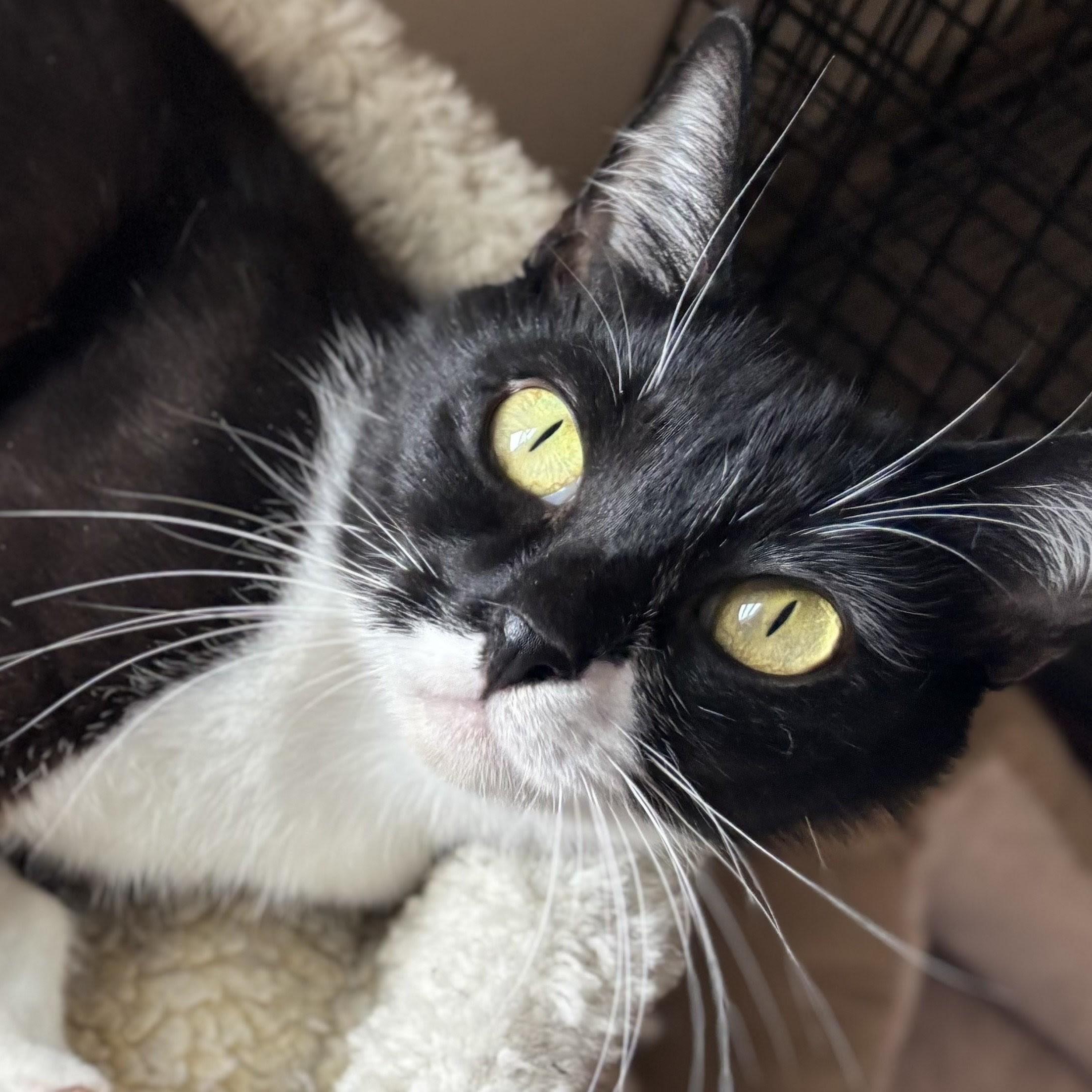 Enlarge Buttons, a Adoptable mixed breed in Wilsonville, OR image 2/5