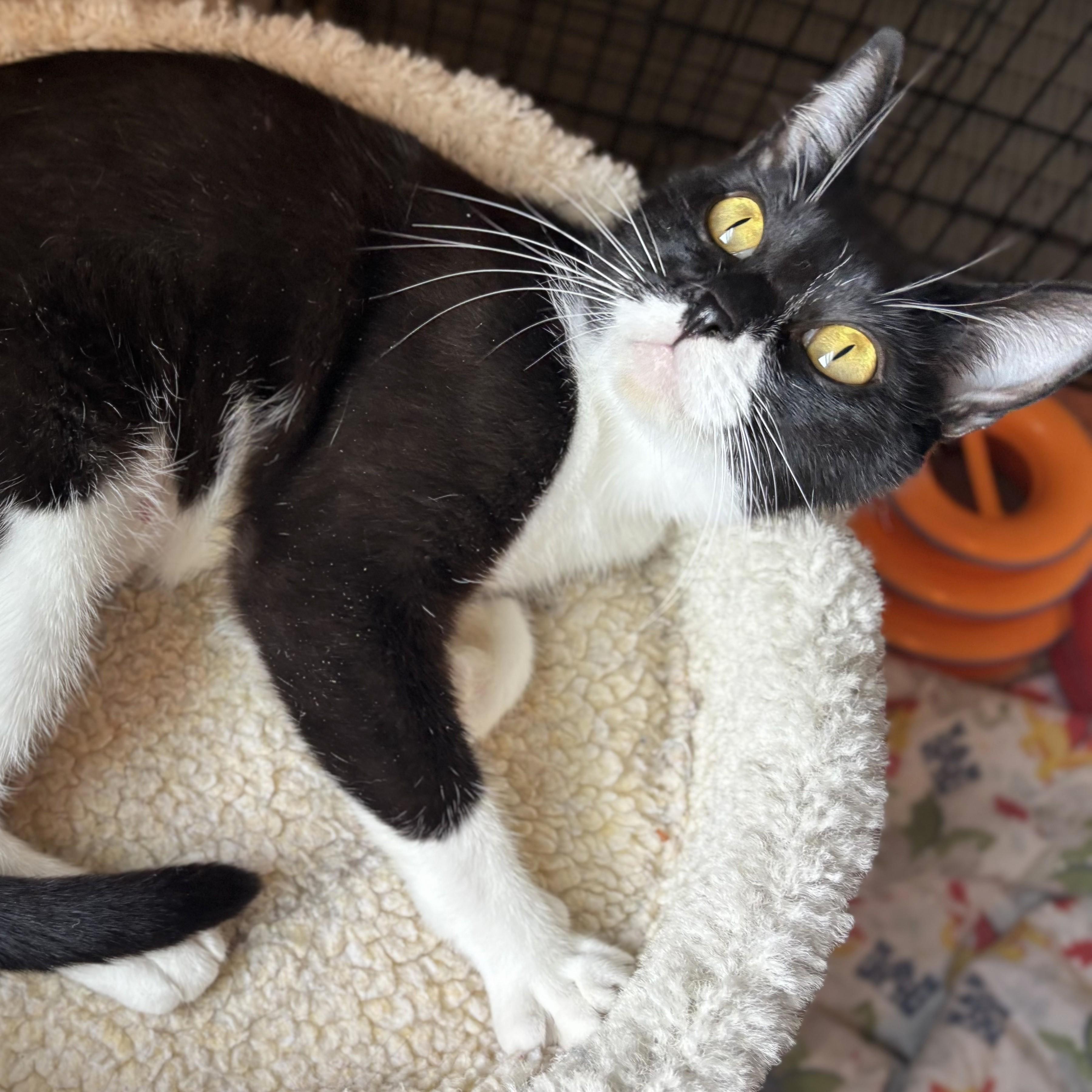 Enlarge Buttons, a Adoptable mixed breed in Wilsonville, OR image 3/5