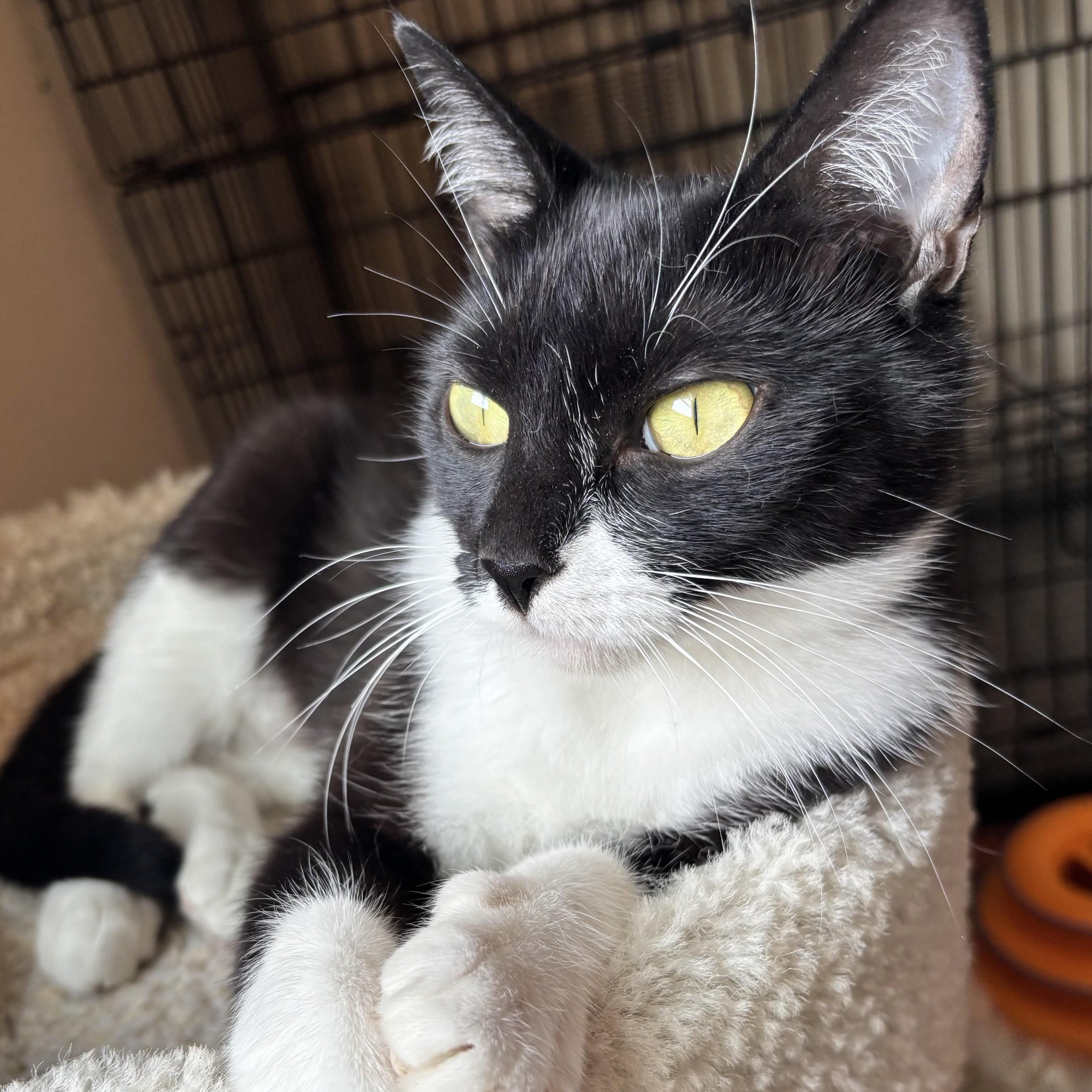 Enlarge Buttons, a Adoptable mixed breed in Wilsonville, OR image 4/5