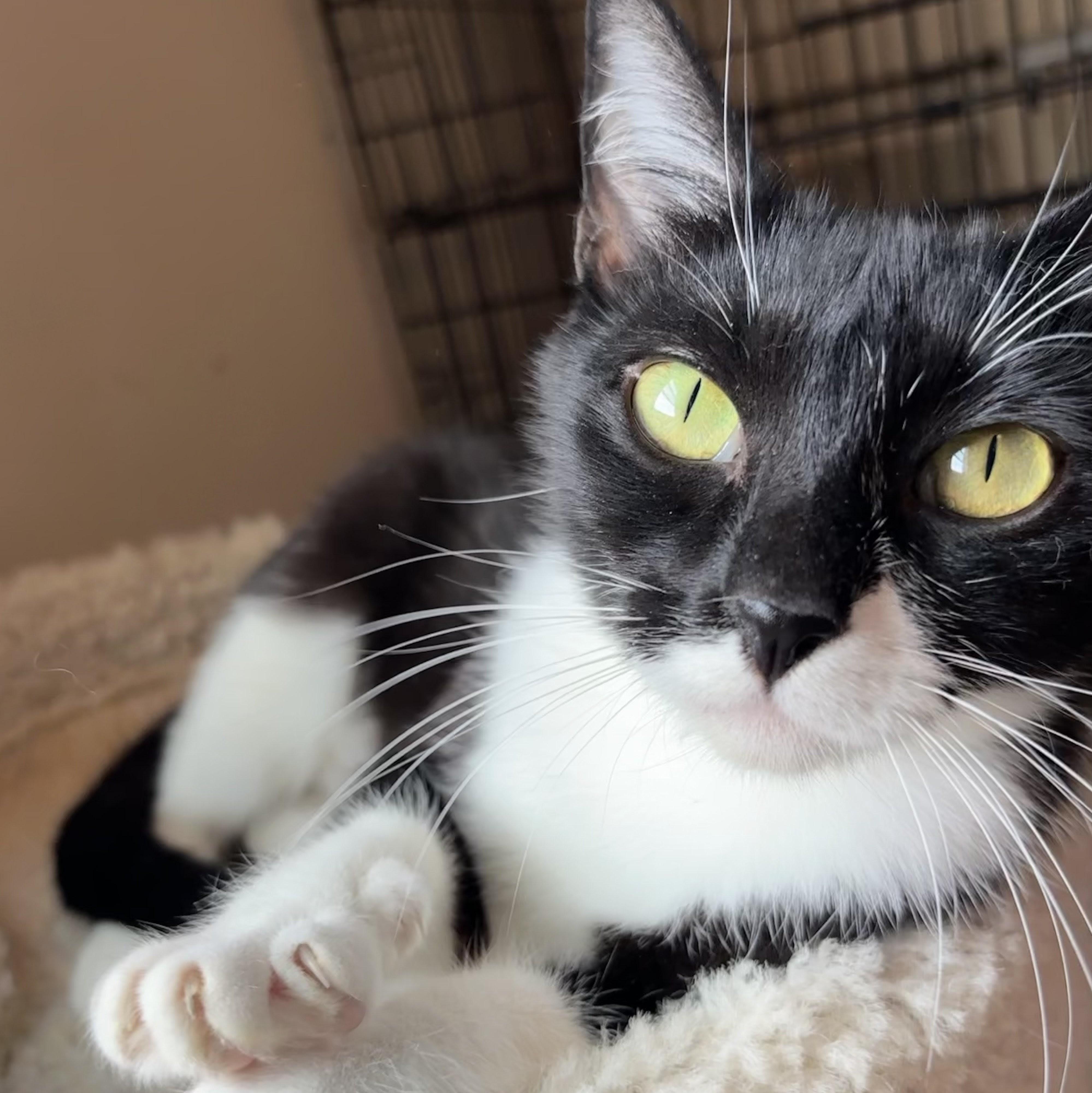 Enlarge Buttons, a Adoptable mixed breed in Wilsonville, OR image 5/5