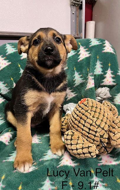 Lucy Van Pelt, Adoptable, Puppy Female Shepherd & Labrador Retriever.