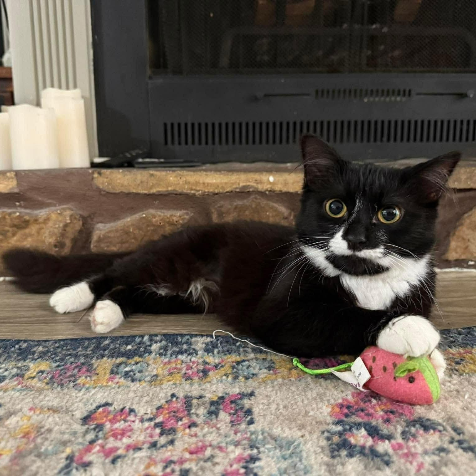 Jane, Adoptable, Kitten Female Domestic Medium Hair.