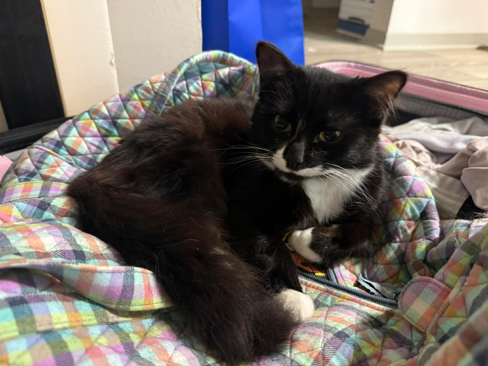 Enlarge Jane, a Adoptable Domestic Medium Hair in Fort Oglethorpe, GA image 5/6