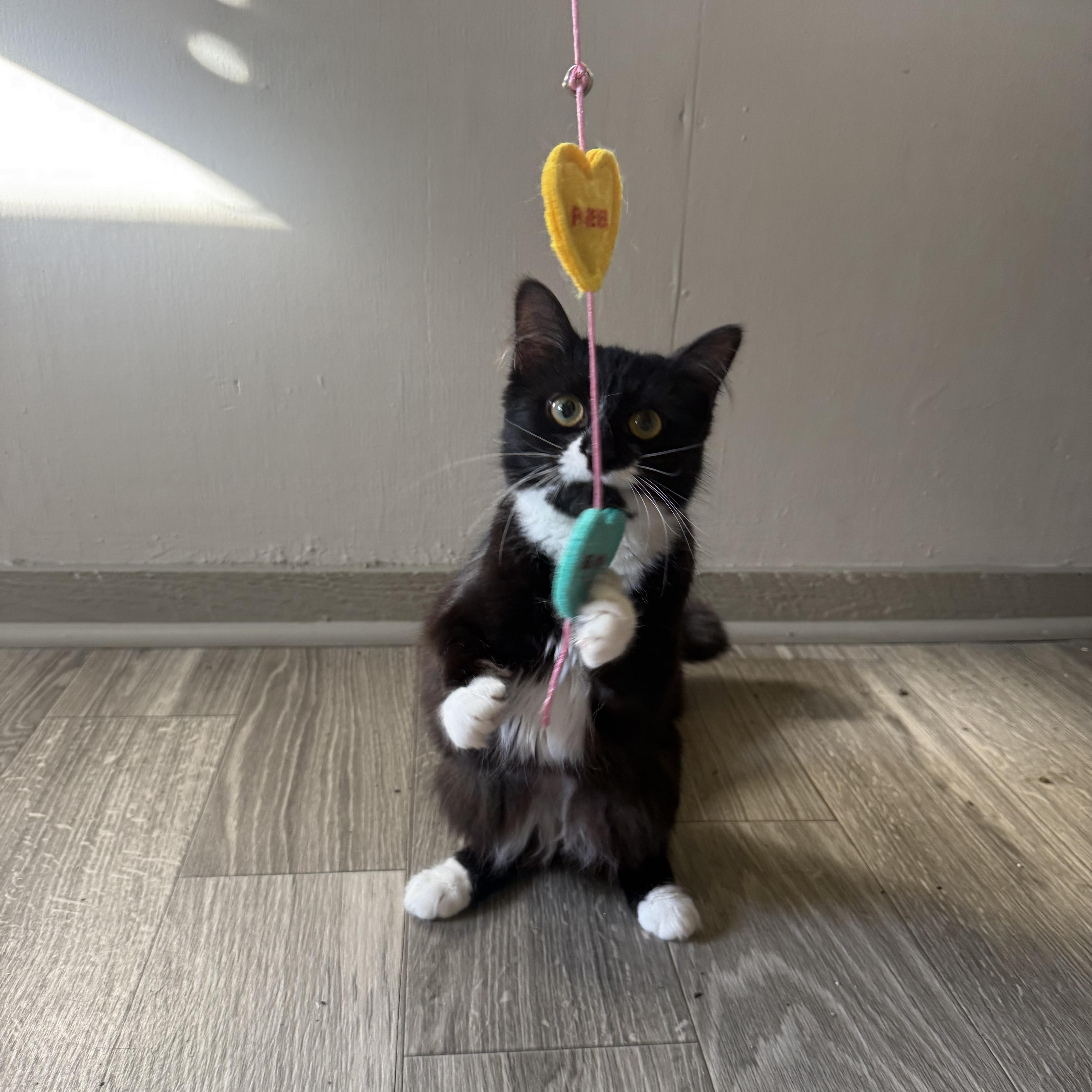 Enlarge Jane, a Adoptable Domestic Medium Hair in Fort Oglethorpe, GA image 3/6