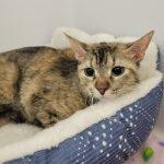 Naboo, an adopted Tortoiseshell in Green Valley, AZ image 2/3