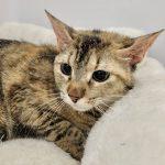 Naboo, an adopted Tortoiseshell in Green Valley, AZ image 1/3