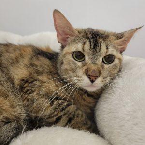 Naboo, an adopted Tortoiseshell in Green Valley, AZ image 3/3