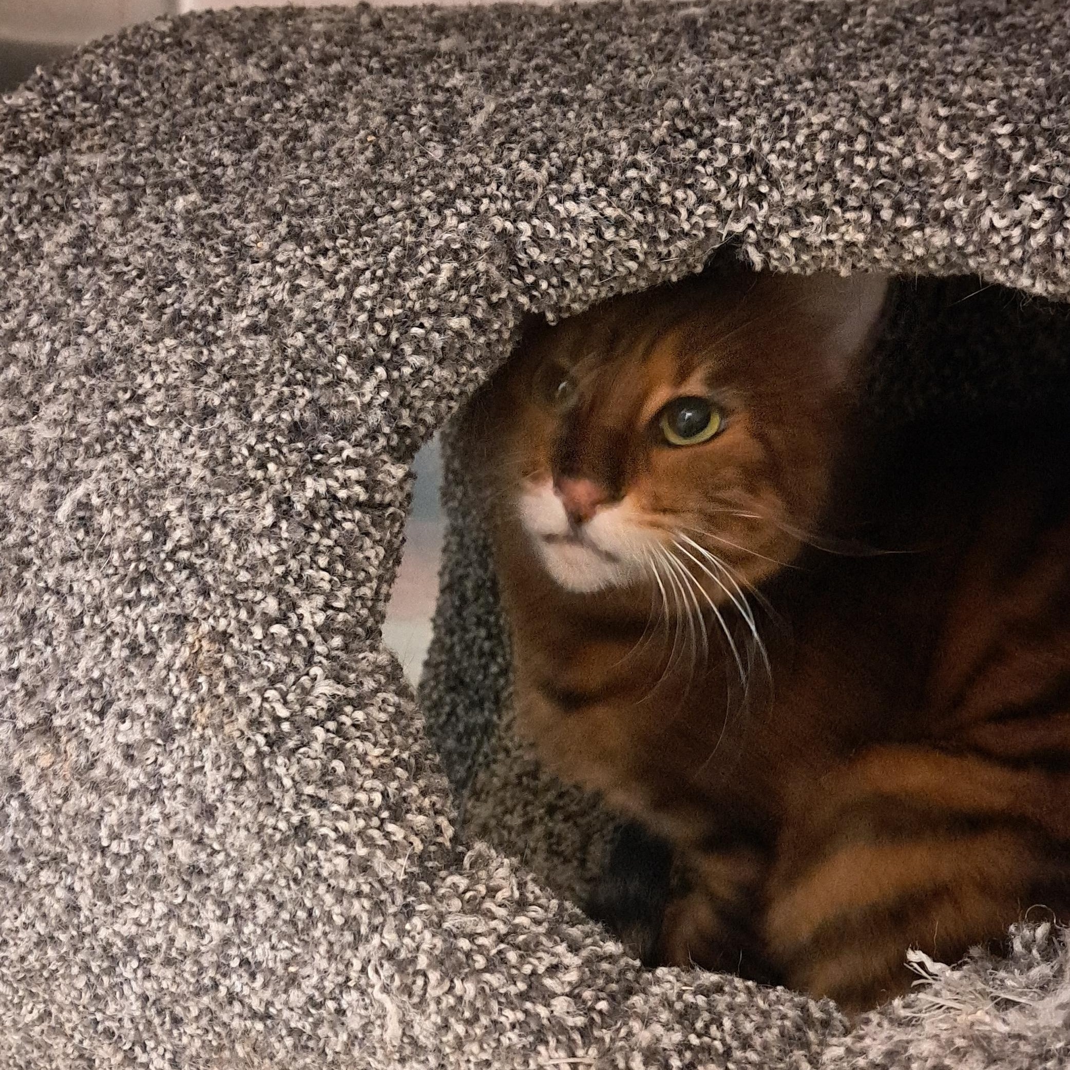 Enlarge Maxine, a Adoptable mixed breed in Riverside, CA image 2/4