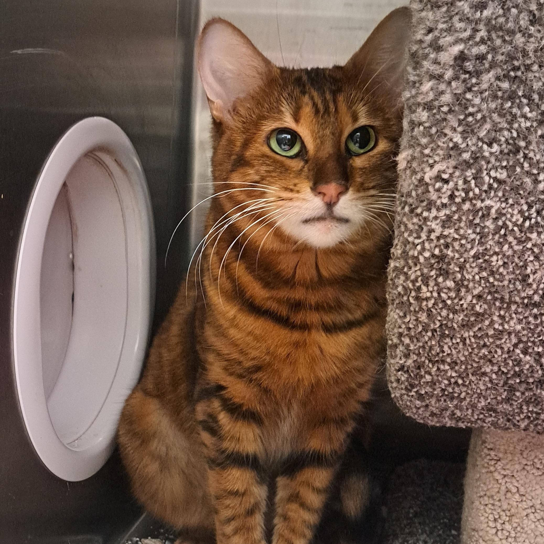 Maxine, Adoptable, Adult Female Toyger & Tabby.