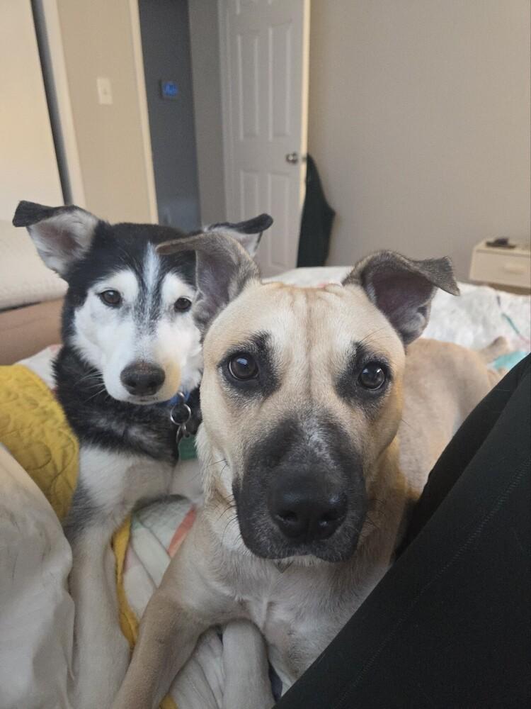 Zoey, Adoptable, Adult Female Shepherd.