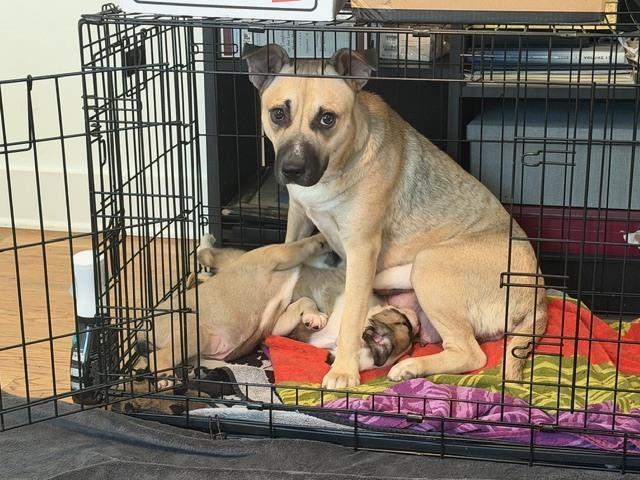 Zoey, a Adoptable mixed breed in Sedalia, CO image 2/5
