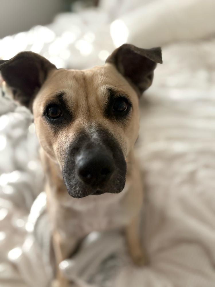 Zoey, a Adoptable mixed breed in Sedalia, CO image 3/5