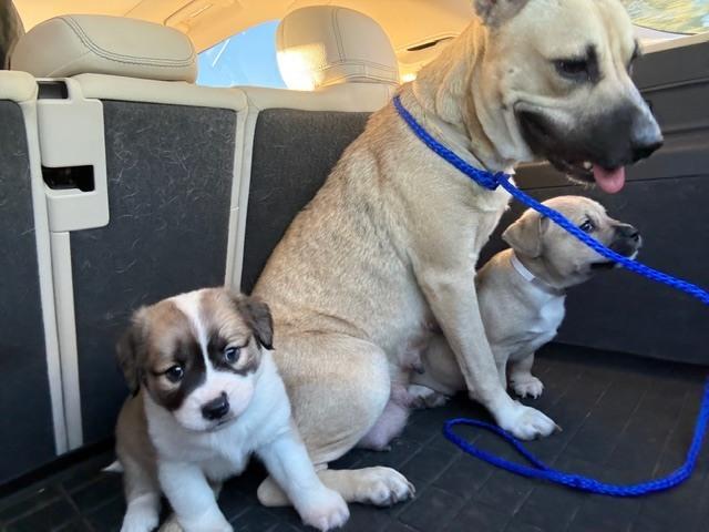 Zoey, a Adoptable mixed breed in Sedalia, CO image 4/5