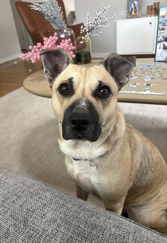 Zoey, a Adoptable mixed breed in Sedalia, CO image 5/5