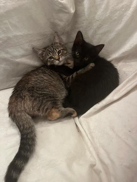 Enlarge HAZEL, HUNTER & HARPER (FA/FF), a Adoptable Domestic Short Hair in Sainte-Angele-de-Monnoir, QC image 3/6