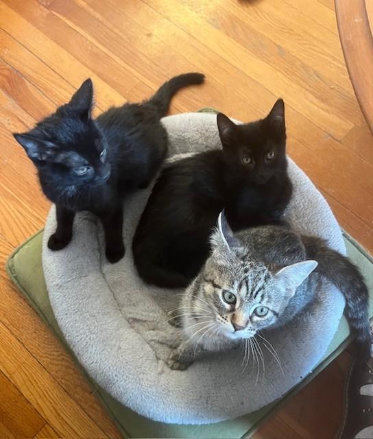 HAZEL, HUNTER & HARPER (FA/FF), Adoptable, Kitten Male Domestic Short Hair.