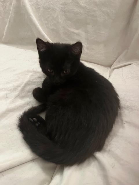 Enlarge HAZEL, HUNTER & HARPER (FA/FF), a Adoptable Domestic Short Hair in Sainte-Angele-de-Monnoir, QC image 6/6