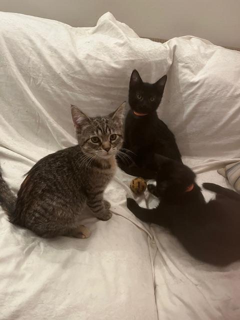 Enlarge HAZEL, HUNTER & HARPER (FA/FF), a Adoptable Domestic Short Hair in Sainte-Angele-de-Monnoir, QC image 2/6