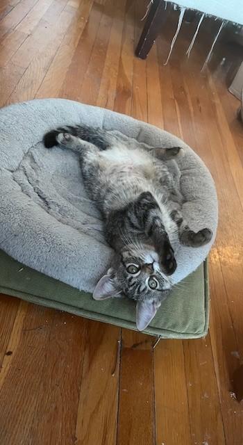 Enlarge HAZEL, HUNTER & HARPER (FA/FF), a Adoptable Domestic Short Hair in Sainte-Angele-de-Monnoir, QC image 4/6