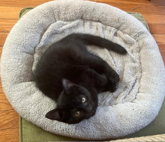 Enlarge HAZEL, HUNTER & HARPER (FA/FF), a Adoptable Domestic Short Hair in Sainte-Angele-de-Monnoir, QC image 5/6