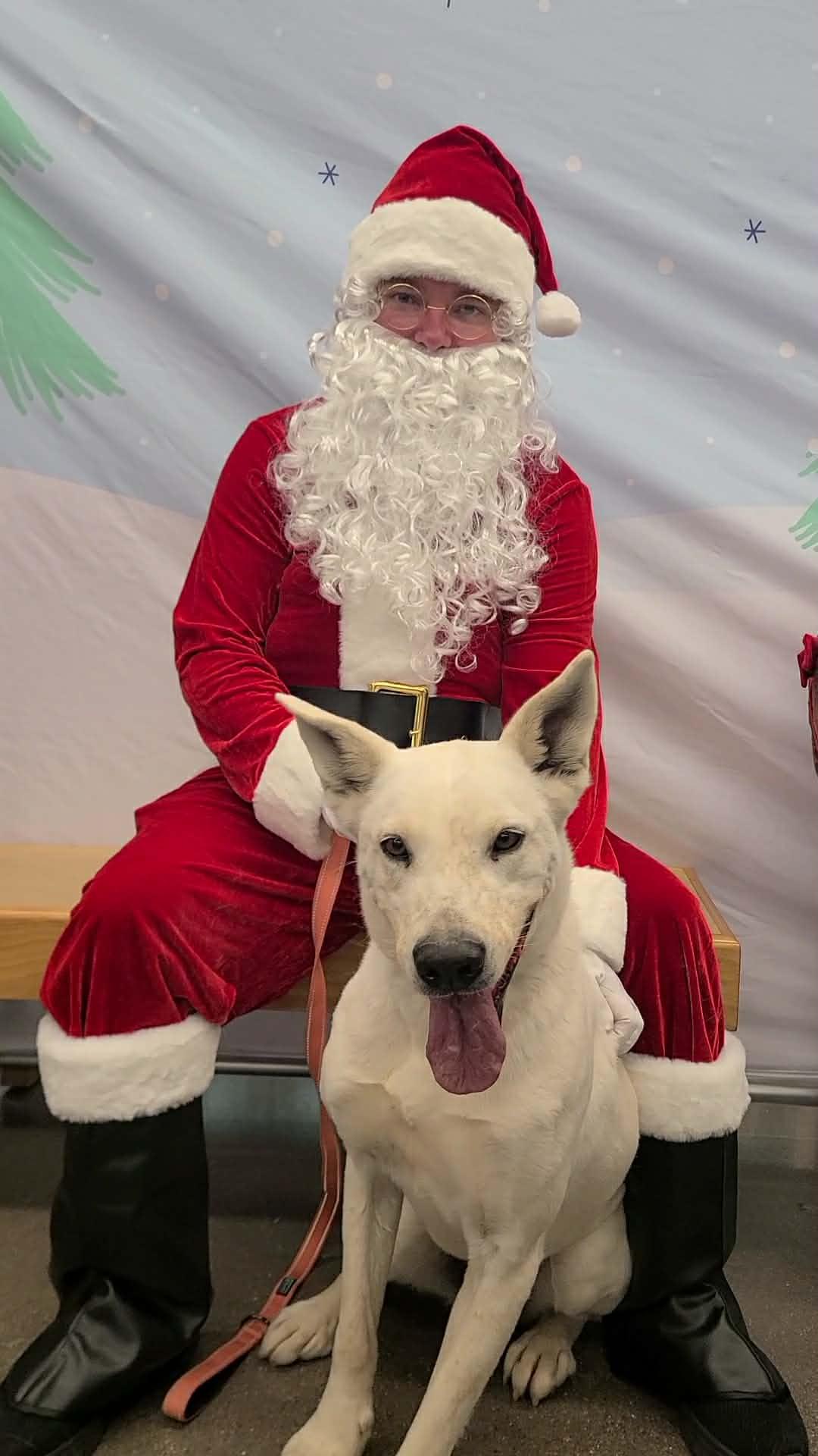 Zazu, Adoptable, Adult Male Shepherd & Border Collie.