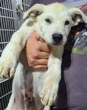 Zazu, Adoptable, Young Male Shepherd & Collie.