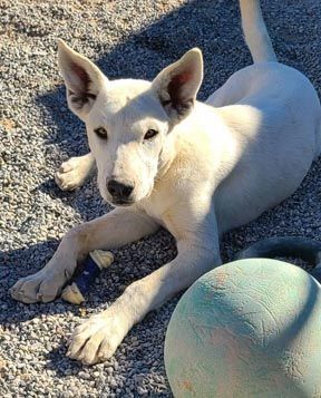 Enlarge Zazu, a Adoptable mixed breed in Pahrump, NV image 4/6