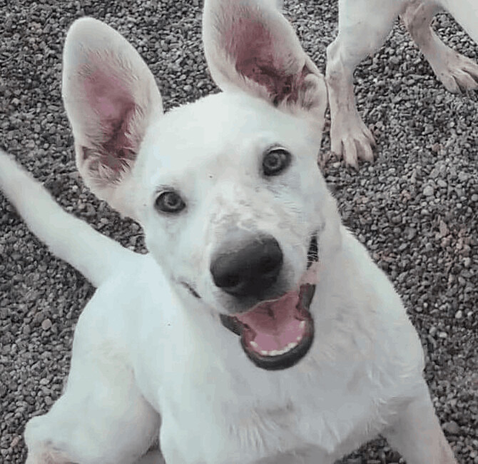 Enlarge Zazu, a Adoptable mixed breed in Pahrump, NV image 5/6