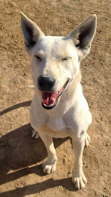Enlarge Zazu, a Adoptable mixed breed in Pahrump, NV image 6/6