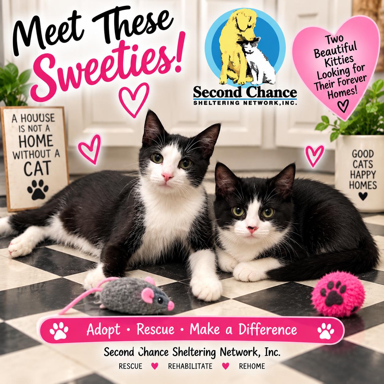Bagel and Bandette, ADOPTABLE, Kitten Male Domestic Short Hair.