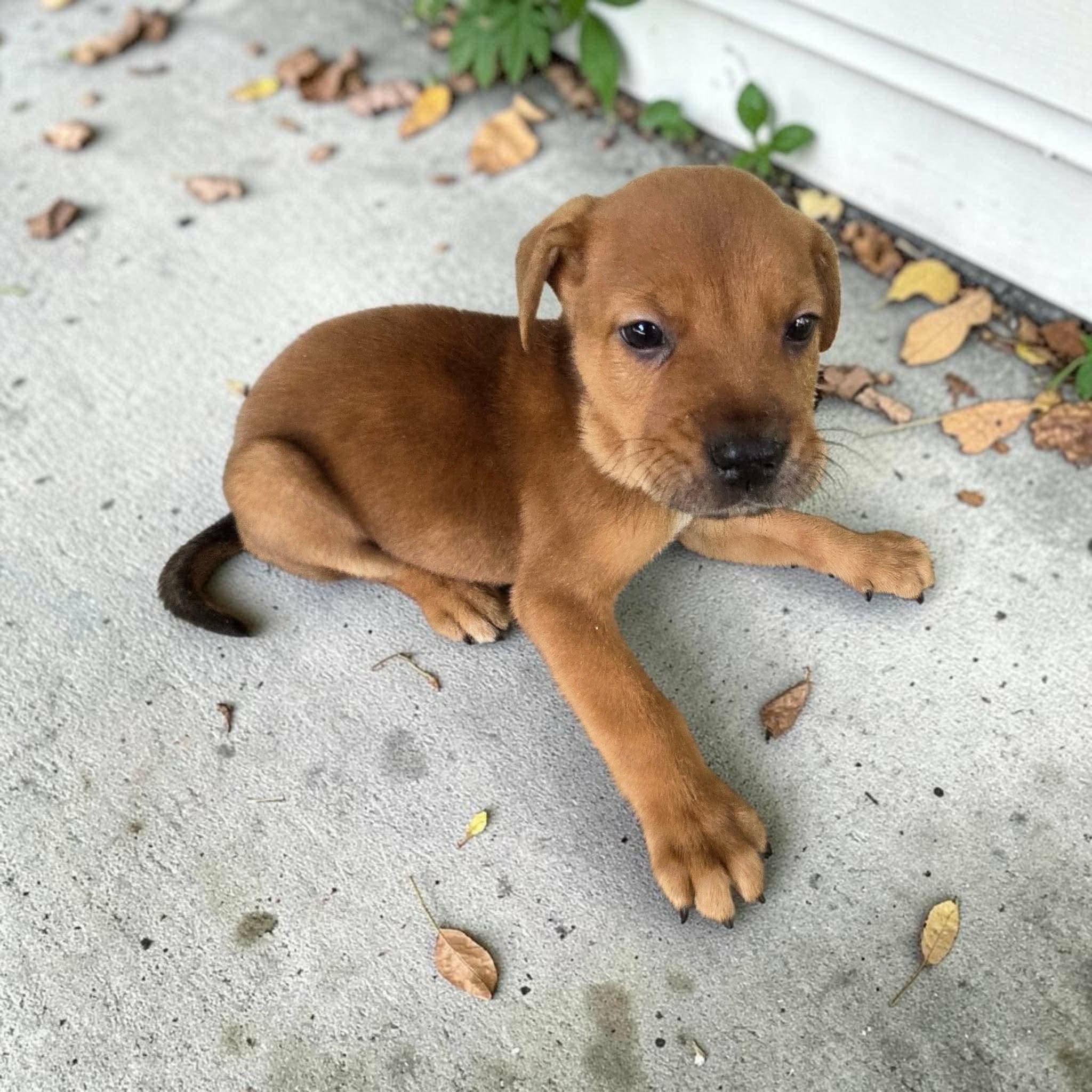 Enlarge Howie, a Adoptable mixed breed in Westport, MA image 1/4