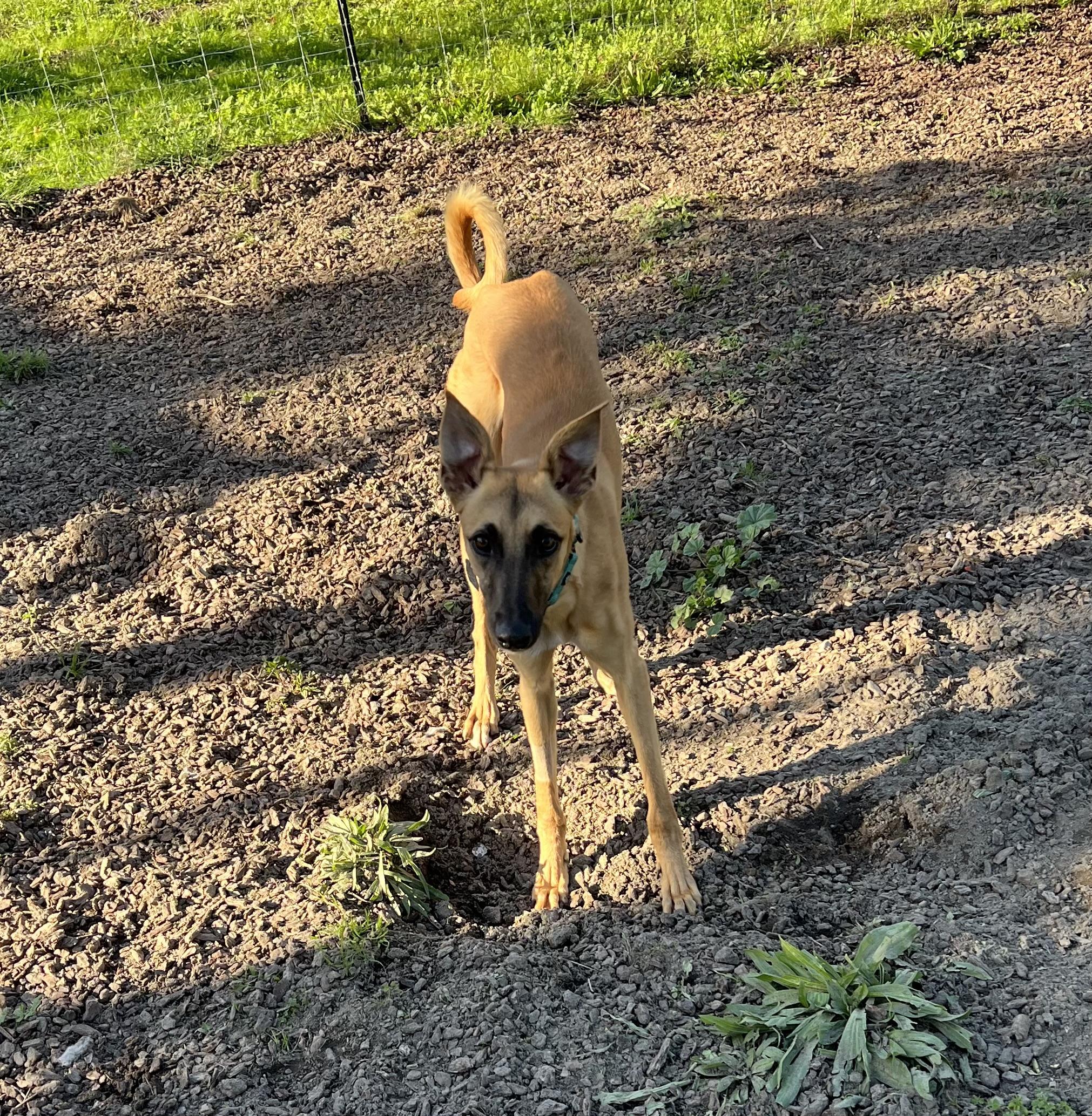 Enlarge Hank, a Adoptable mixed breed in Santa Rosa, CA image 3/4