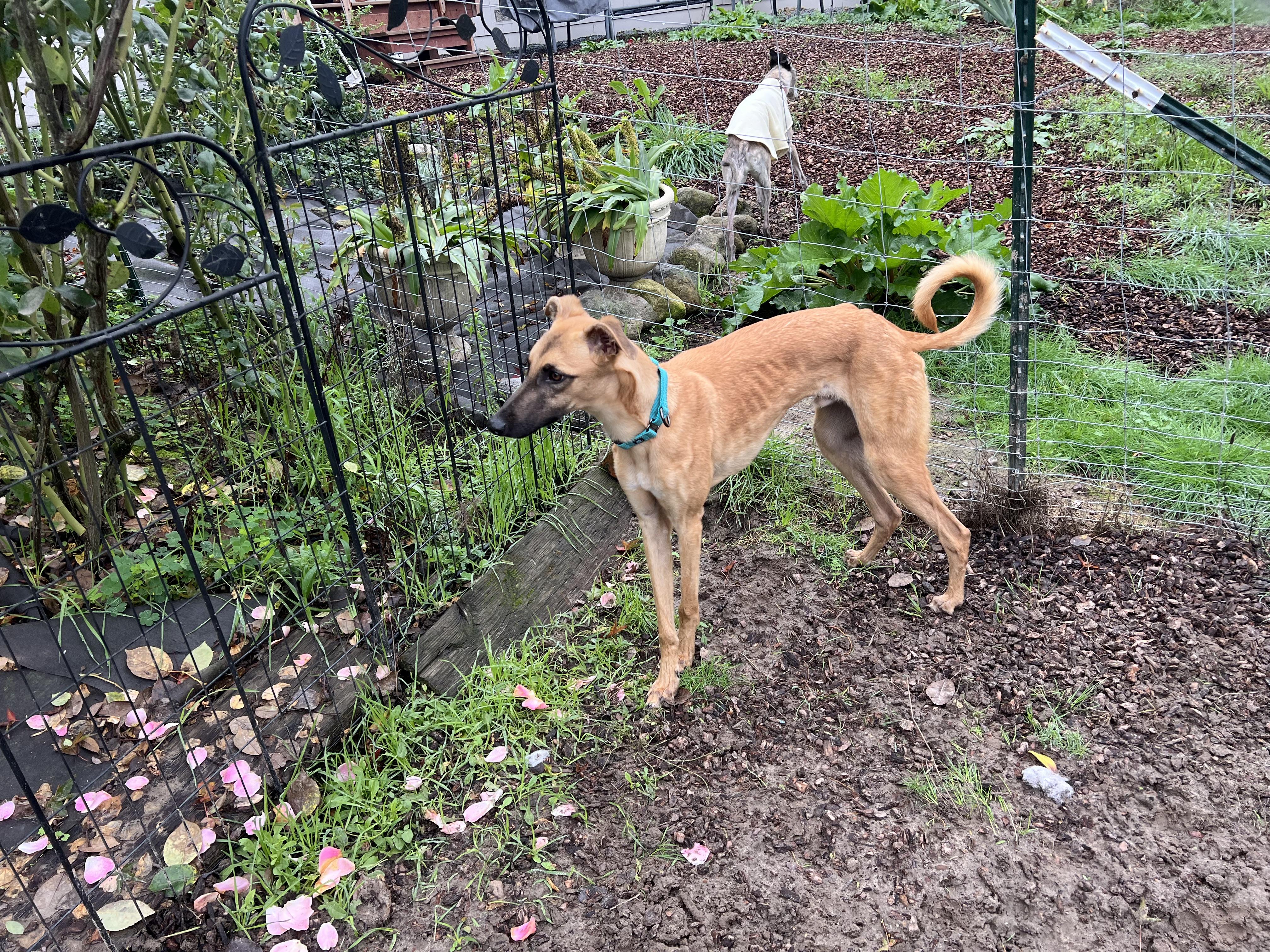 Hank, a Adoptable mixed breed in Santa Rosa, CA image 1/2
