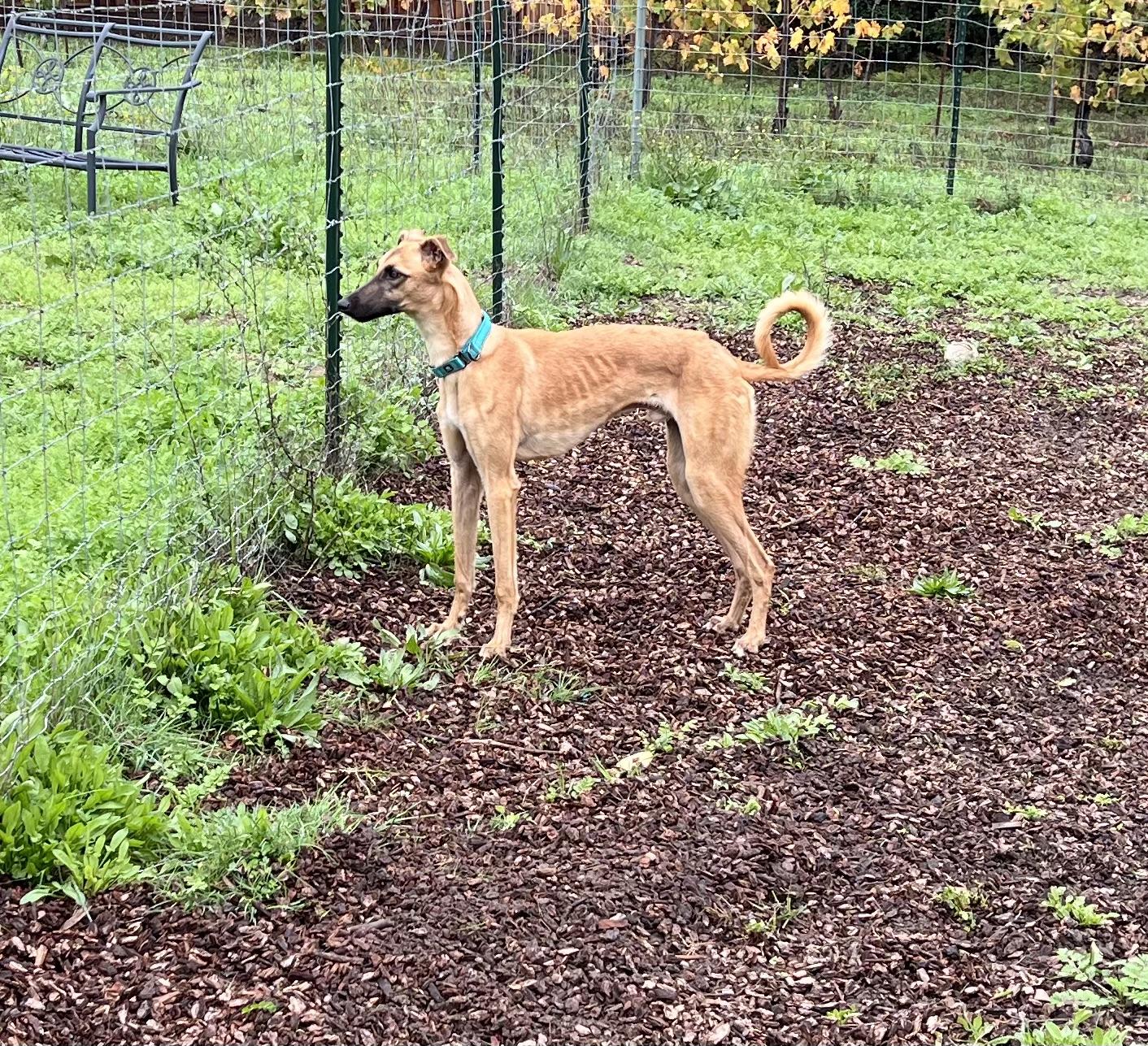 Hank, an adoptable Whippet, Saluki in Santa Rosa, CA, 95403 | Photo Image 2