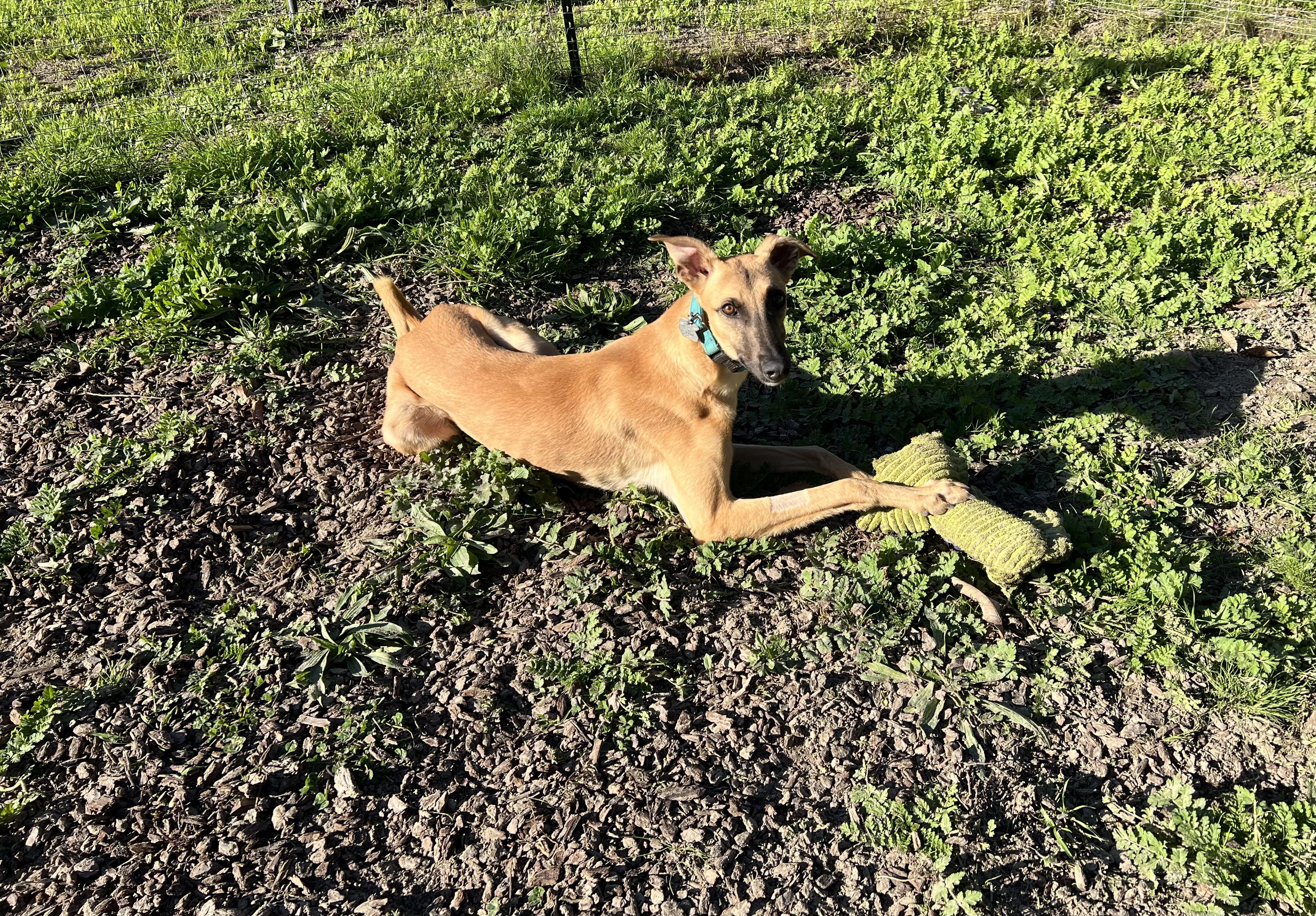 Enlarge Hank, a Adoptable mixed breed in Santa Rosa, CA image 4/4