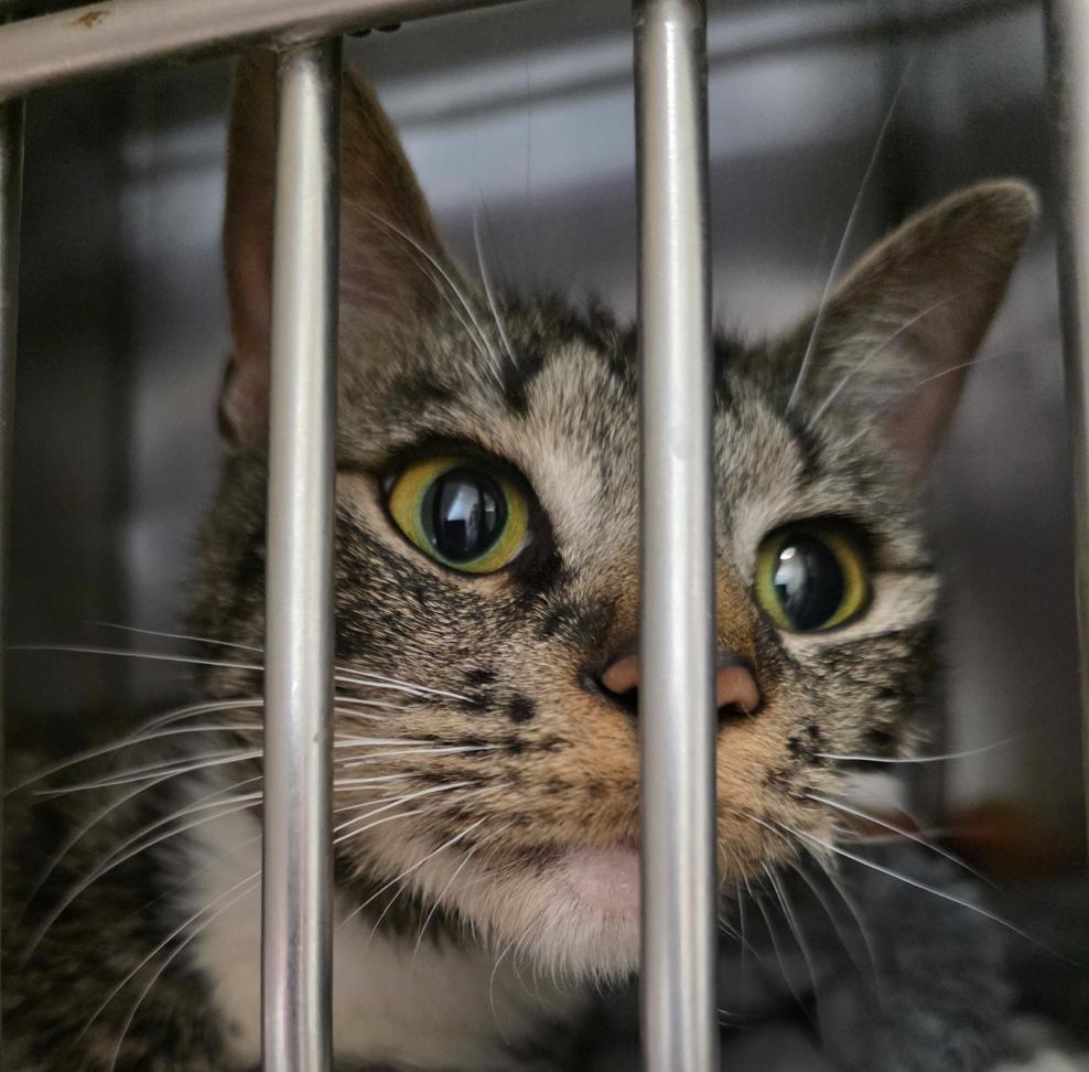 Tiramisu, a ADOPTABLE mixed breed in Marshall, NC image 1/2