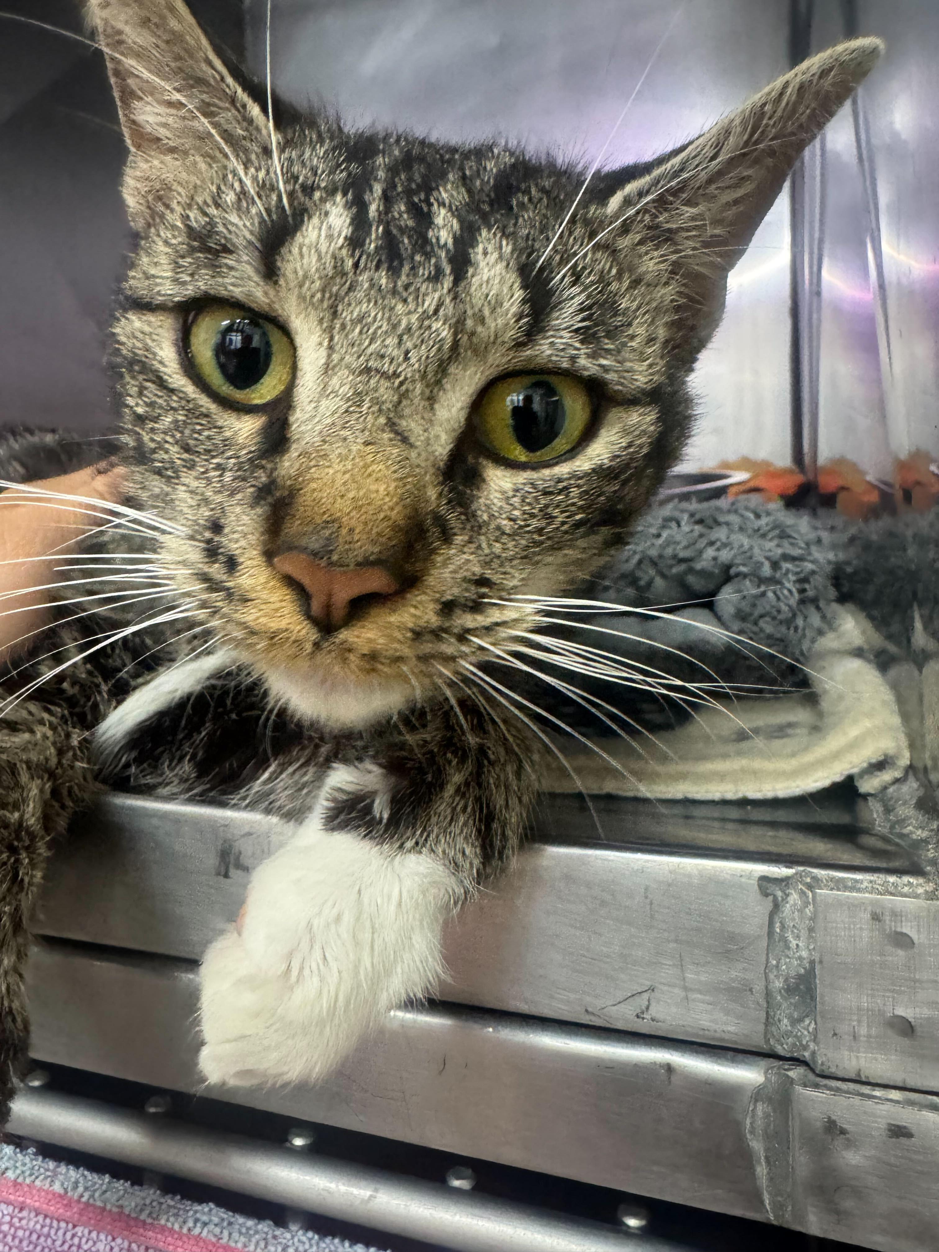 Tiramisu, a ADOPTABLE mixed breed in Marshall, NC image 2/2